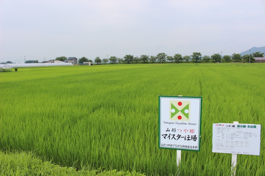 「ダイヤモンド褒賞」 遠藤五一 山形県産 つや姫 1.8kg