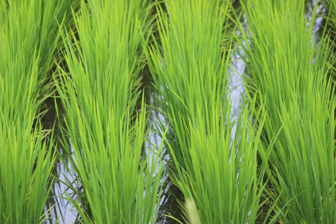 山形県産 夢ごこち 黒澤信彦 1.8kg